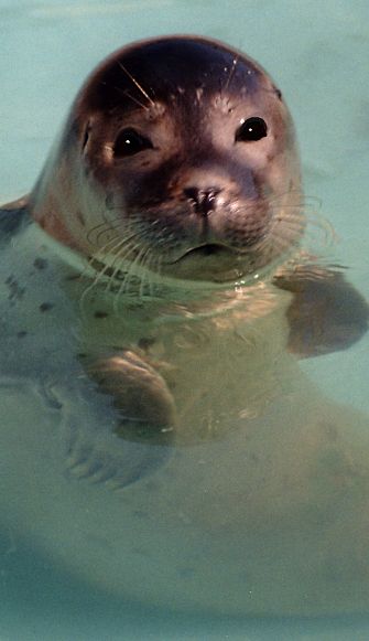 seal portrait