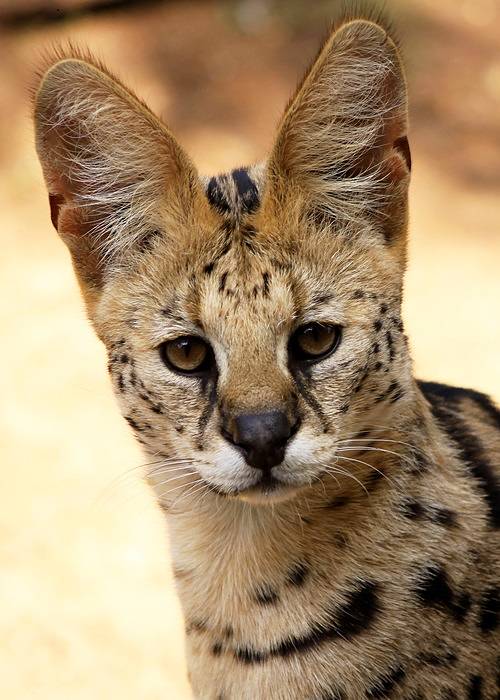 adult serval