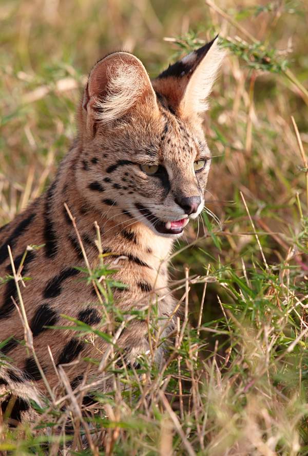 serval story