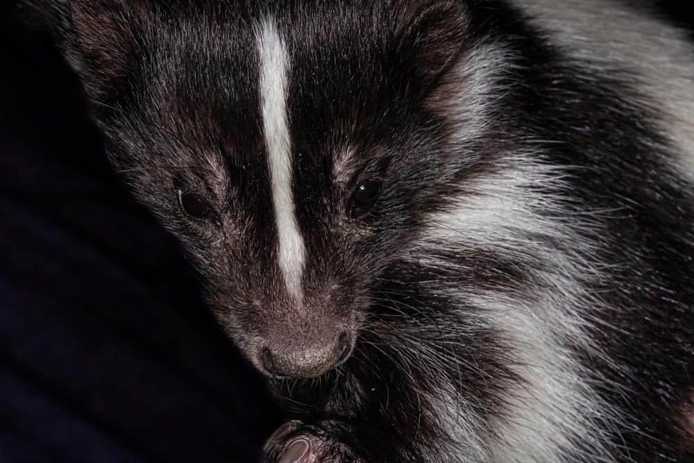 skunk extreme close-up