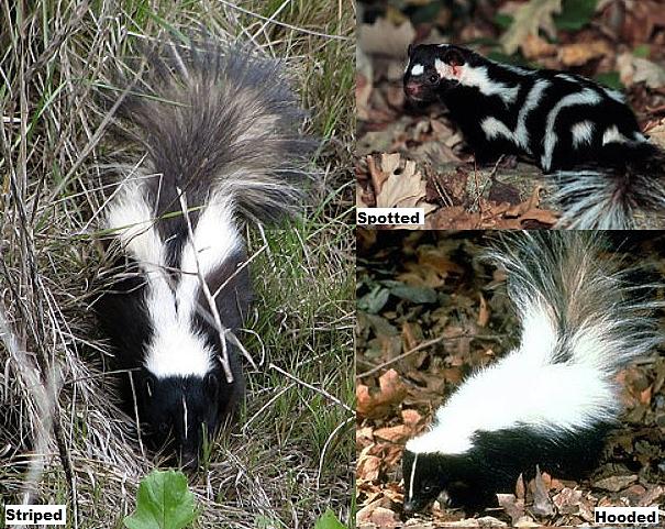 skunk species