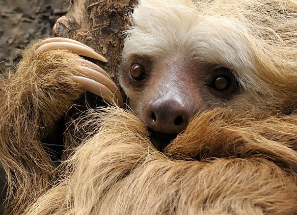 Details about   Sloth with Attitude    Chillax 