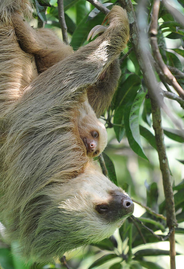 sloth mother and baby