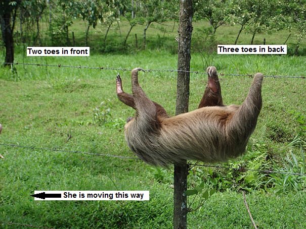 sloth on a wire fence