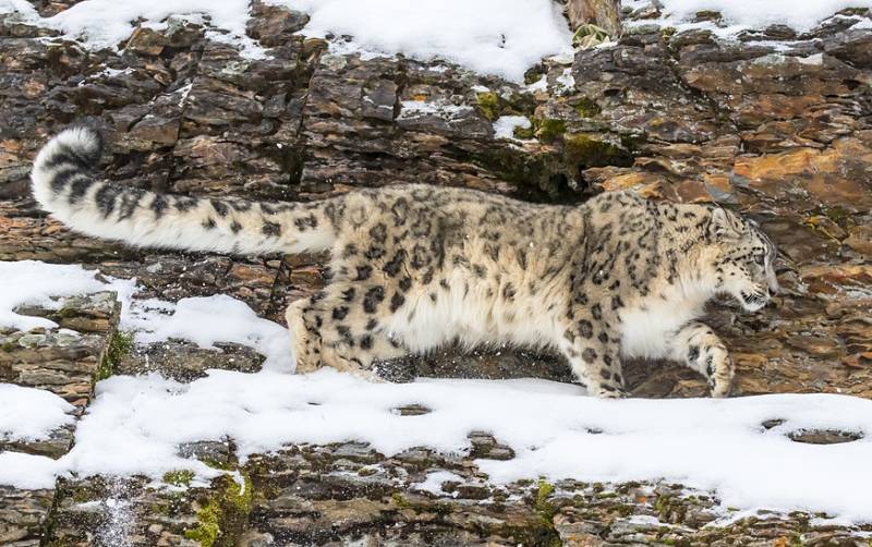 snow leopard on a cliff