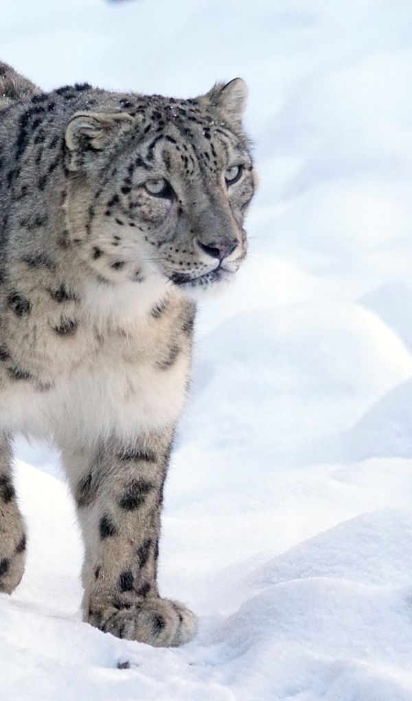 snow leopard story
