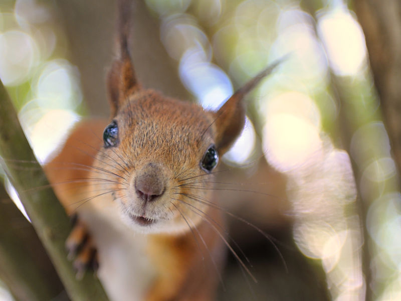squirrel extreme close-up
