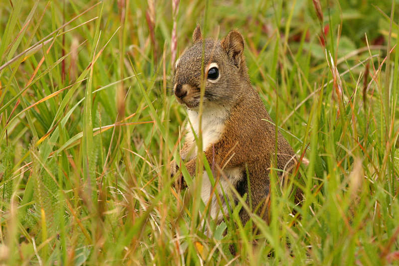 squirrel in the grass