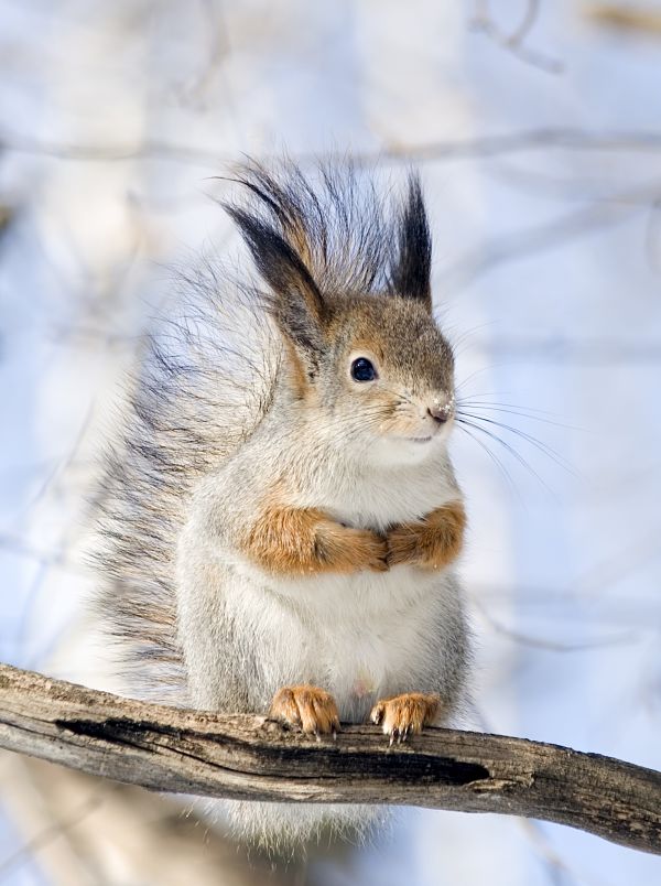 Squirrel Facts - Animal Facts Encyclopedia