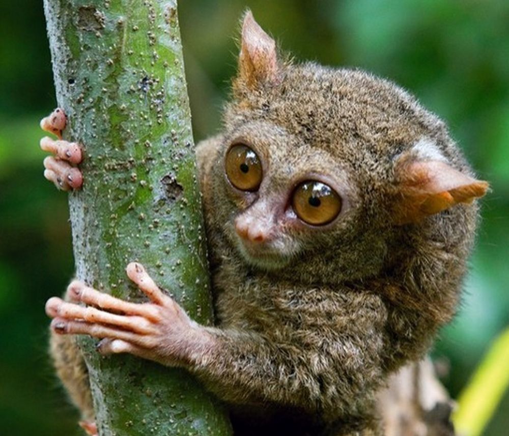 Phillipine tarsier close up