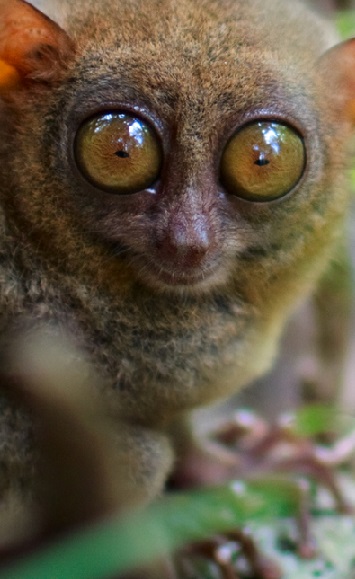 fuzzy animals with big eyes