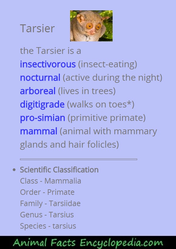 Tarsier Facts - Animal Facts Encyclopedia
