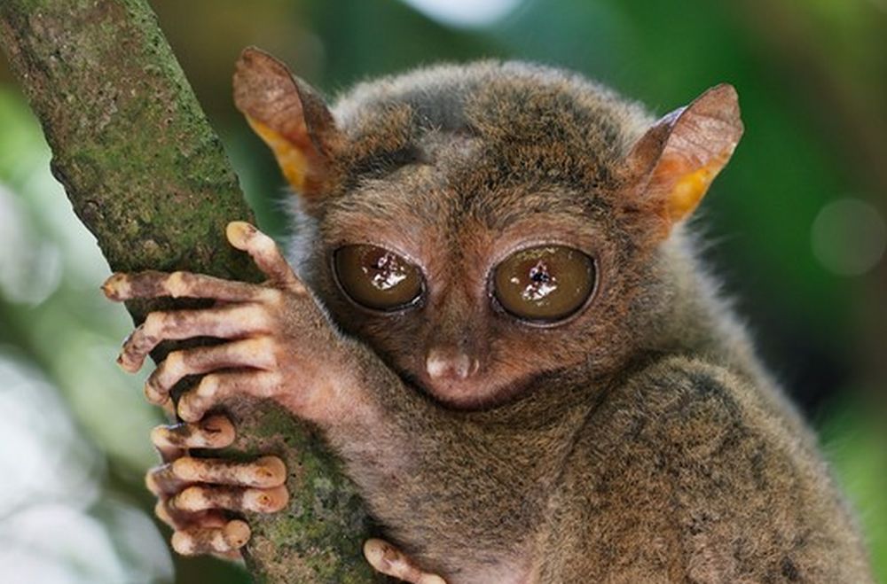 sweet tarsier