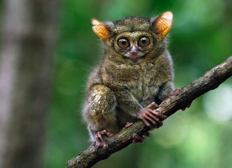 spectral tarsier