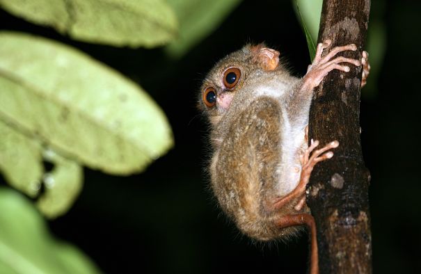 tarsier with pupils dilated