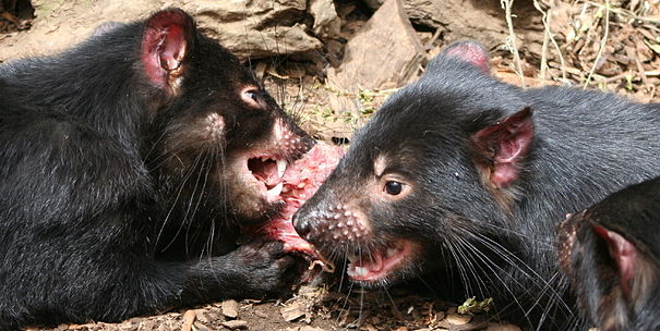 Tasmanian devils eating