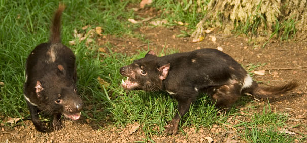 Tasmanian Devil Facts - Animal Facts Encyclopedia Tasmanian Devil Facts - Animal Facts Encyclopedia