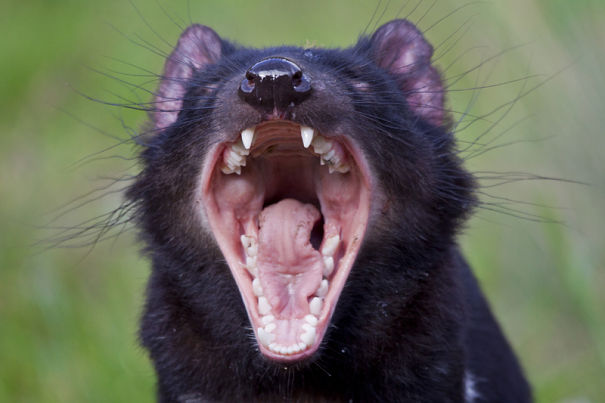 screaming Tasmanian devil