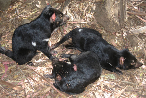 Tasmanian Devil Facts - Animal Facts Encyclopedia Tasmanian Devil Facts - Animal Facts Encyclopedia
