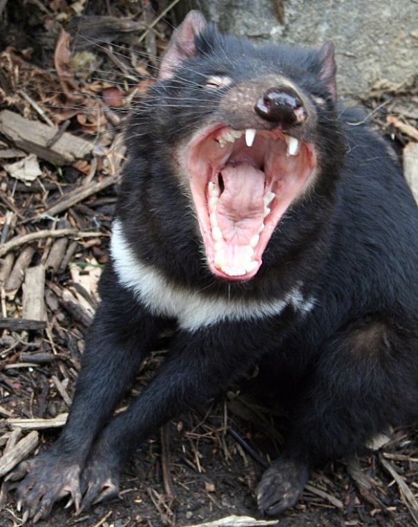 Tasmanian Devil Facts - Animal Facts Encyclopedia Tasmanian Devil Facts - Animal Facts Encyclopedia