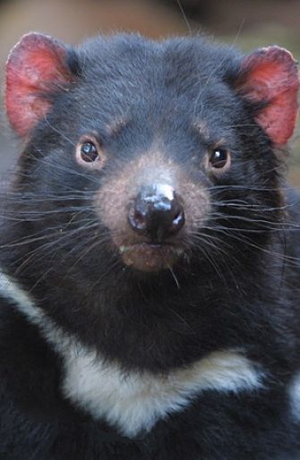 Tasmanian devil portrait