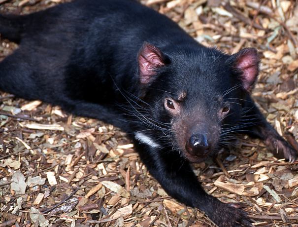 Tasmanian devil resting