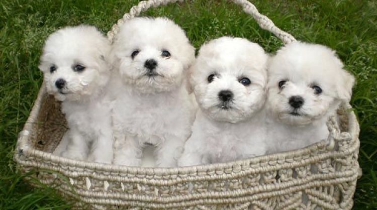 teacup puppies