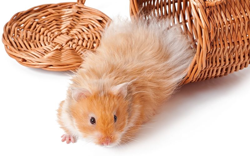 All About Syrian Hamsters - Petopedia