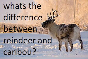 reindeer facts