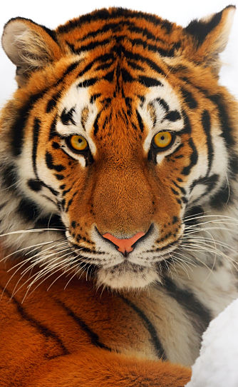 A lion watches a white Bengal tiger and a Siberian tiger staring at each  other in