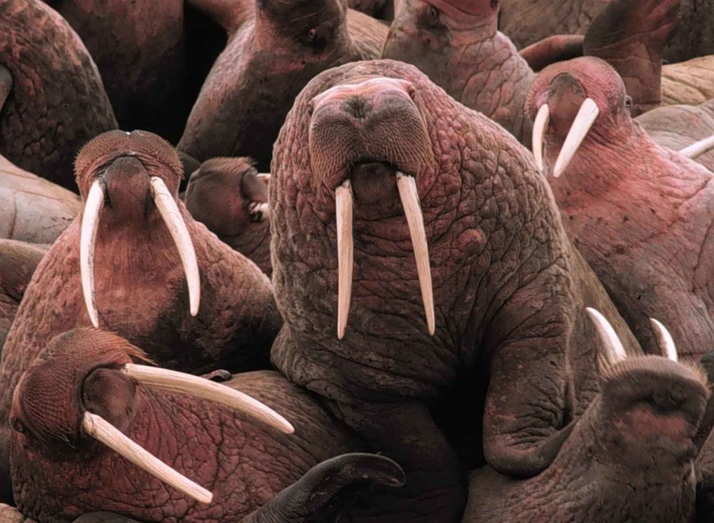 Walrus Facts Animal Facts Encyclopedia