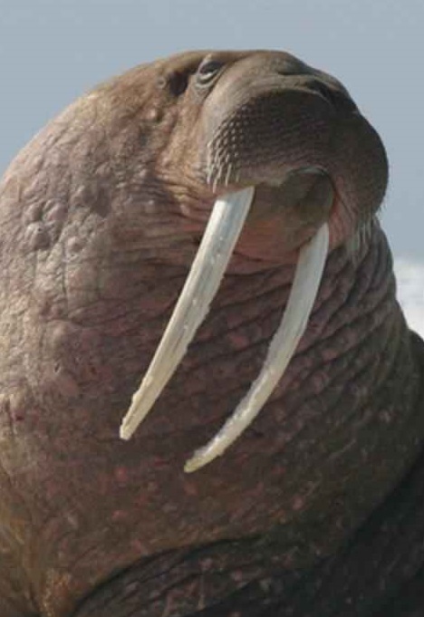 funny walrus face