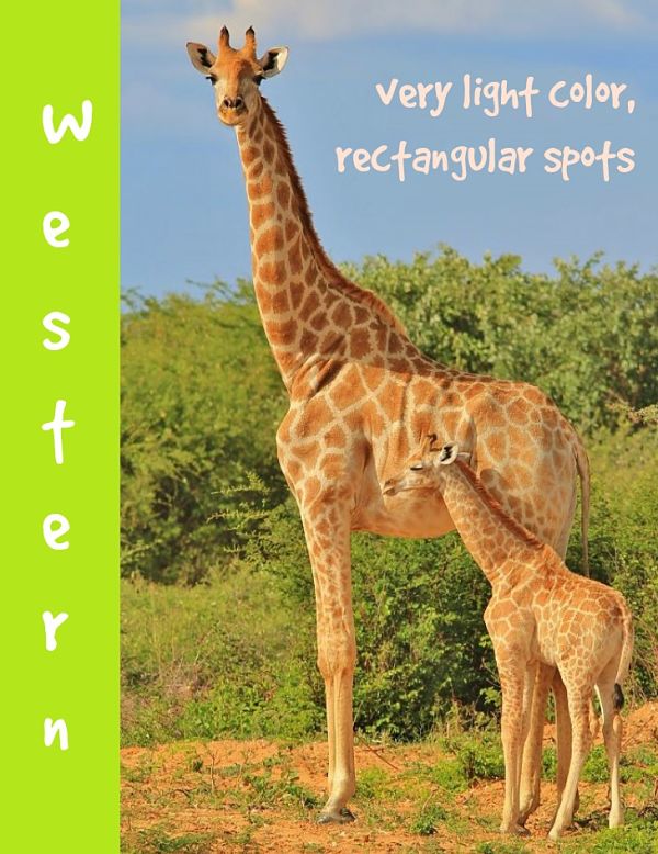 western giraffe description