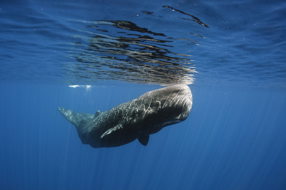 sperm whale underwater