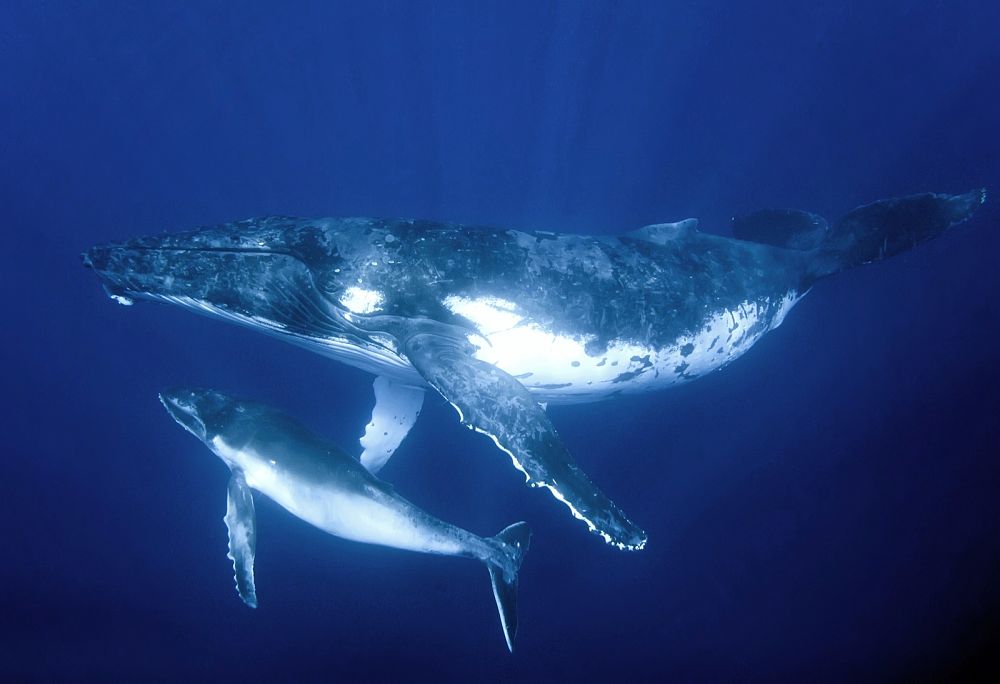 humpback whale cow and calf