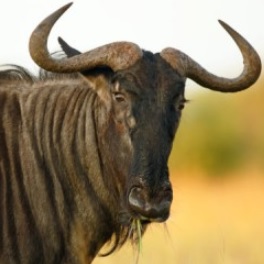 wildebeest