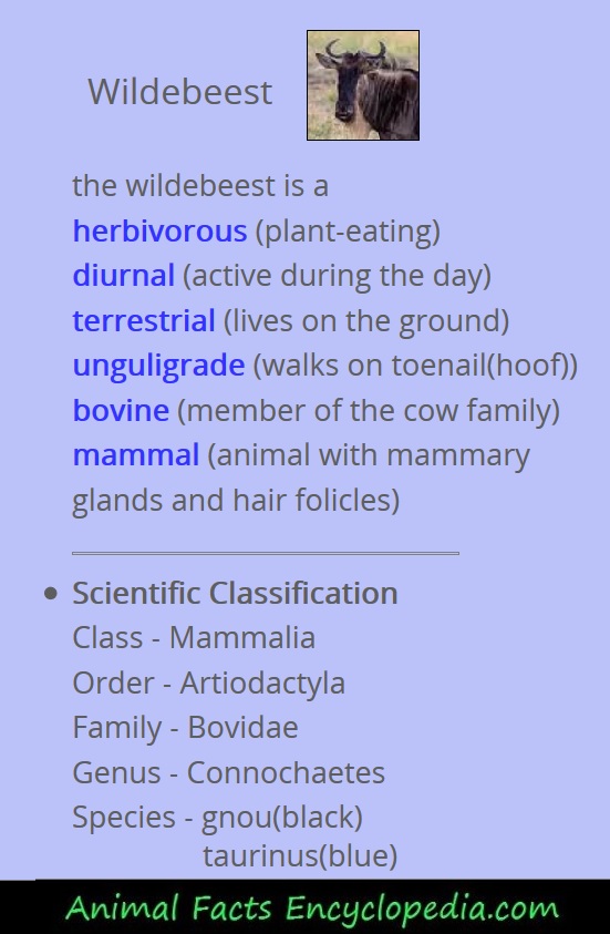 Wildebeest Facts - Animal Facts Encyclopedia