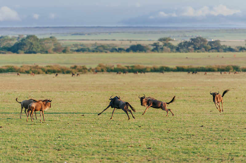 wildebeest playing