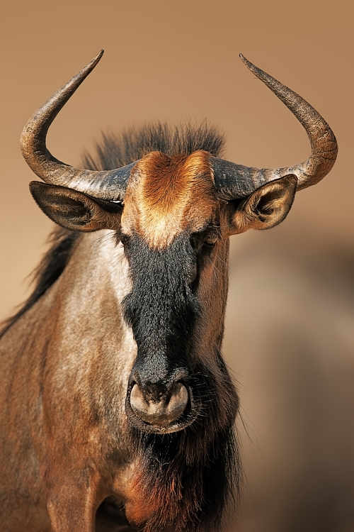 wildebeest portrait