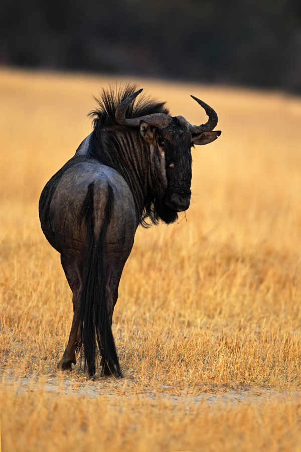 wildebeest story