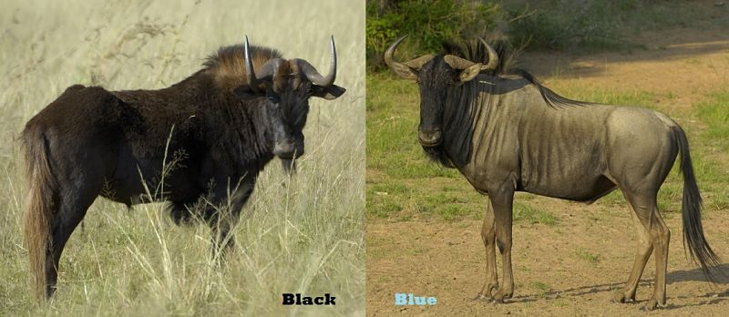 blue and black wildebeest side by side comparison
