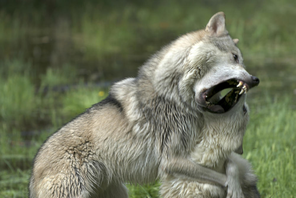 wolf wrestle