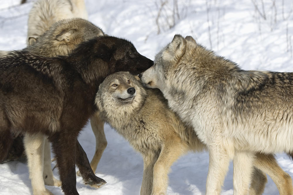 Wolf Body Language Chart