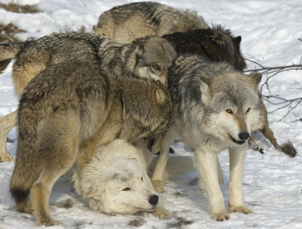 The Wolf Wildlife Interesting Facts Photos The Wildlife - Bank2home.com