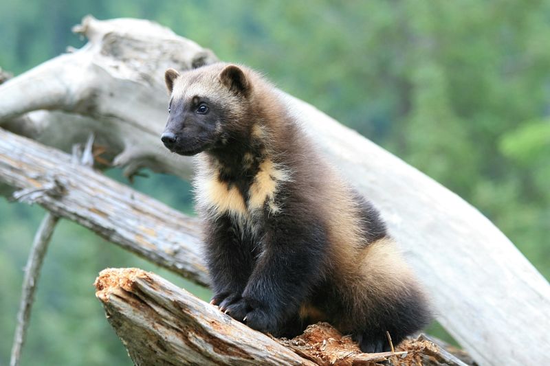 Wolverine Facts - Animal Facts Encyclopedia