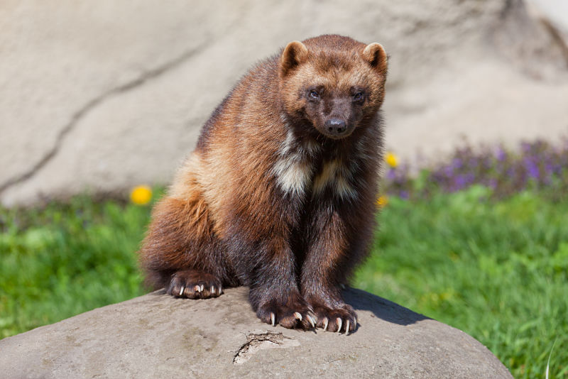 wolverine with huge claws