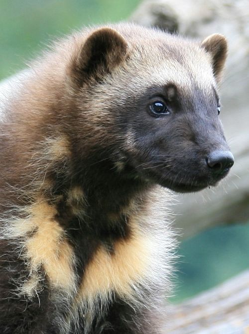 wolverine portrait wolverine portrait