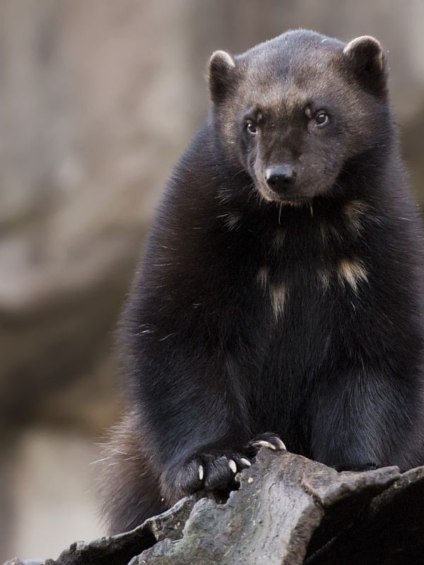 Wolverine Facts - Animal Facts Encyclopedia Wolverine Facts - Animal Facts Encyclopedia
