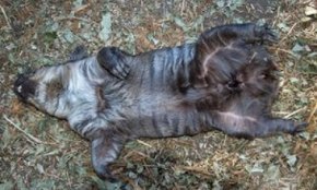 sleeping wombat - not dead