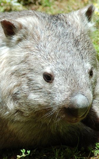 portrait of a Wombat